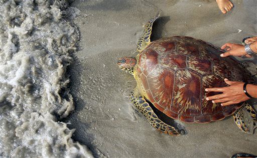 Green sea turtle